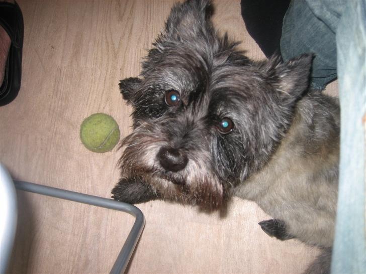 Cairn terrier Zimba billede 10