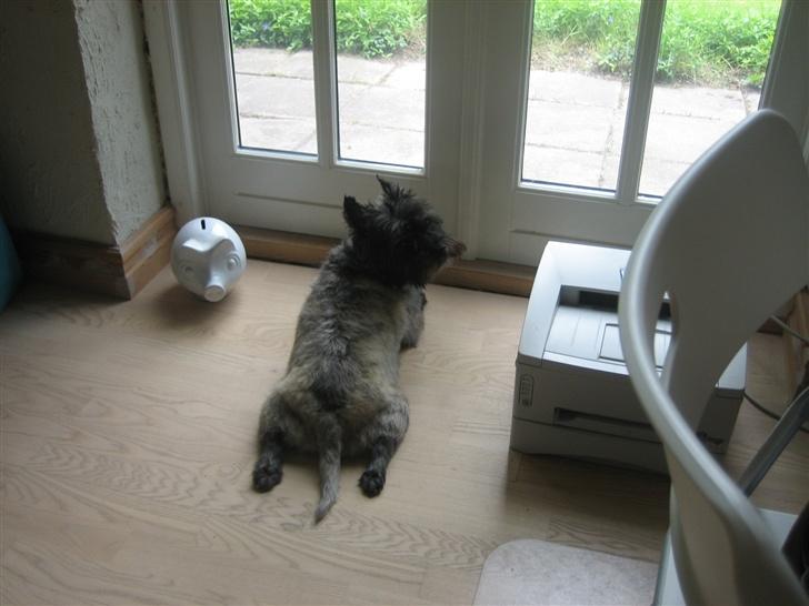 Cairn terrier Zimba billede 11