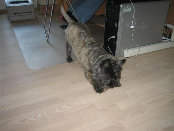 Cairn terrier Zimba billede 12