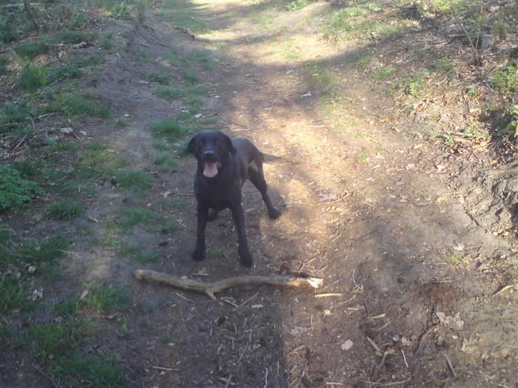 Labrador retriever Kinky - Kinky 2år...  Se flere billeder i mine fotoalbums :D billede 1