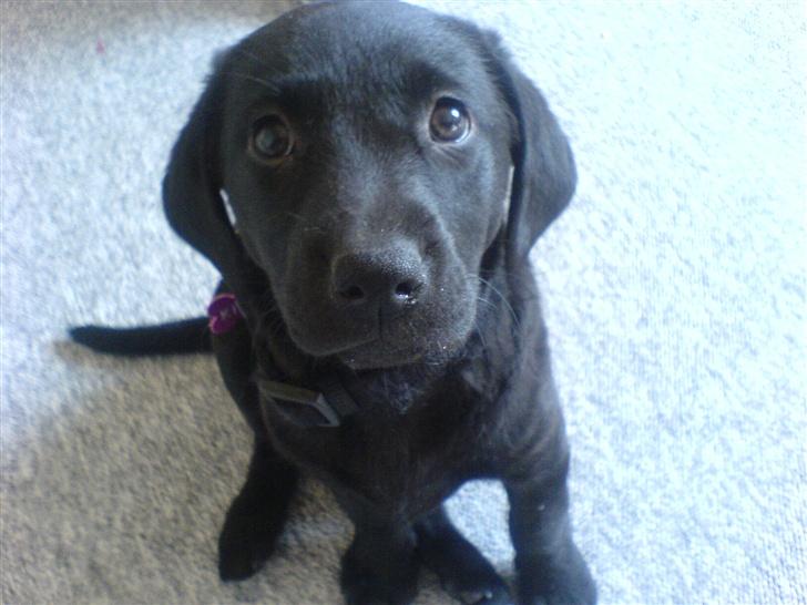 Labrador retriever Kinky - Hej hej... billede 2