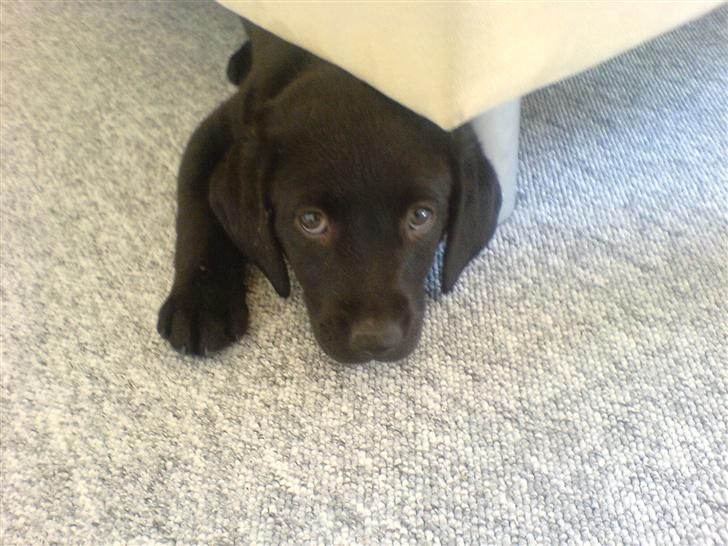 Labrador retriever Kinky - sofaen ligger man rigtigt godt under. Er bar ved at være for stor til at komme under :( billede 3