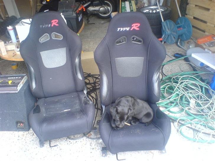Labrador retriever Kinky - Kinky ca 2mdr... Hygger mig lidt. billede 4