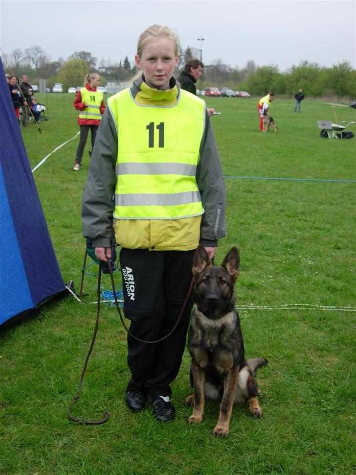 Schæferhund Amager's Fnuggi - Louise og Fnuggi til hvalpeshow i Aarhus billede 4