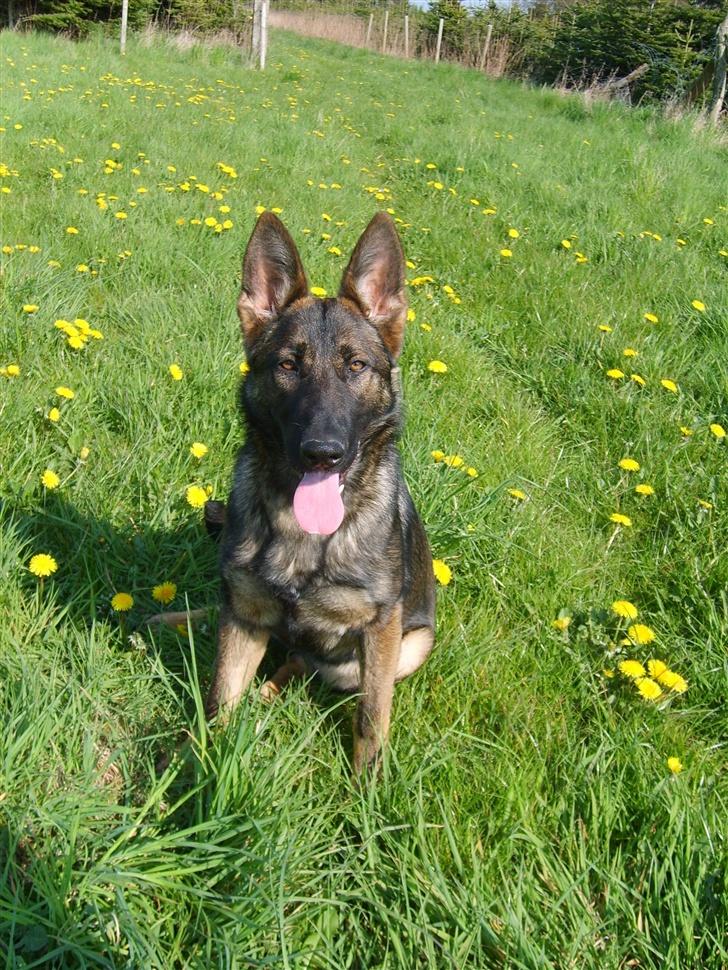 Schæferhund Amager's Fnuggi billede 5