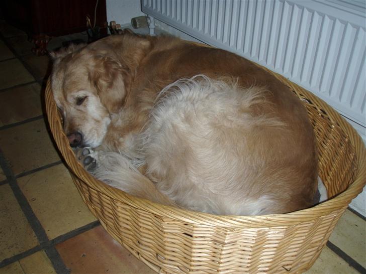 Golden retriever Basse billede 10