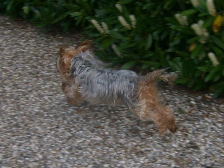 Yorkshire terrier Miss Mille - fuld spring :D billede 18