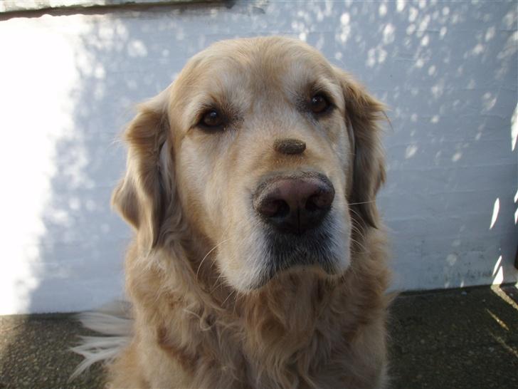 Golden retriever Basse billede 11