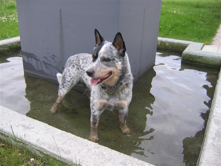 Australsk cattledog Pargus - Klar igen. billede 13