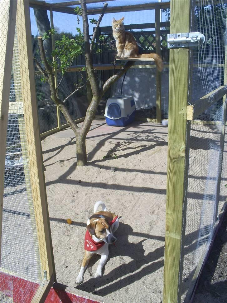 Blanding af racer Bacardi :)  - jeg holder vagt så de ikke løber ud mor  billede 18