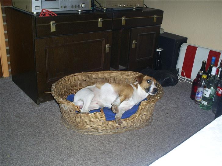 Blanding af racer Bacardi :)  - miiiiin kurv billede 19