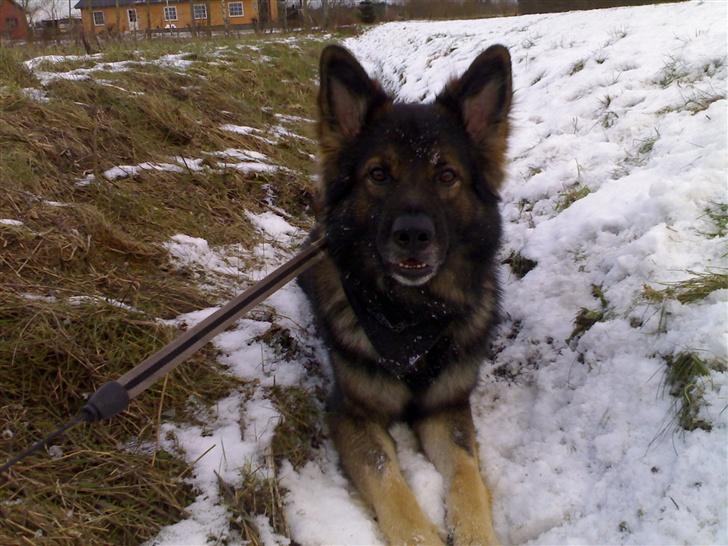 Schæferhund Bodo - Her ligger jeg så i sneen jeg elsker sne.. billede 1