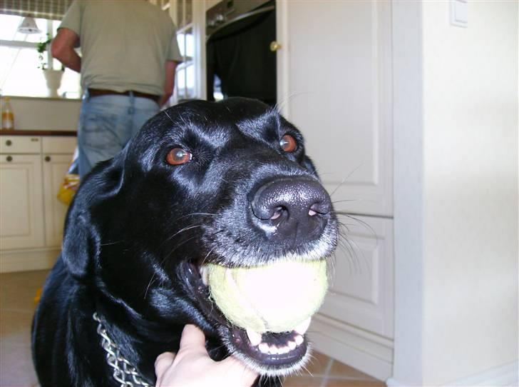 Labrador retriever (¯`v´¯)LAIKA(¯`v´¯) - skal vi ikk lege med boldt ;) billede 1