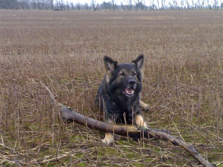 Schæferhund Bodo - Er det ikke en fin pind jeg har.. billede 2