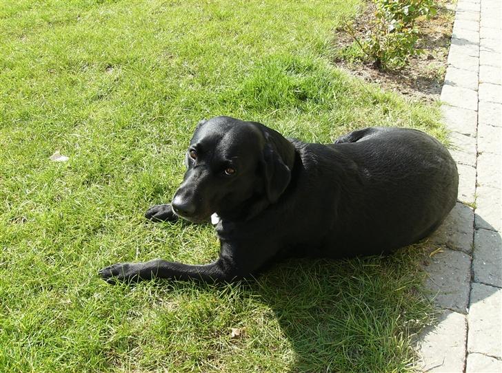 Labrador retriever (¯`v´¯)LAIKA(¯`v´¯) - <3 billede 2