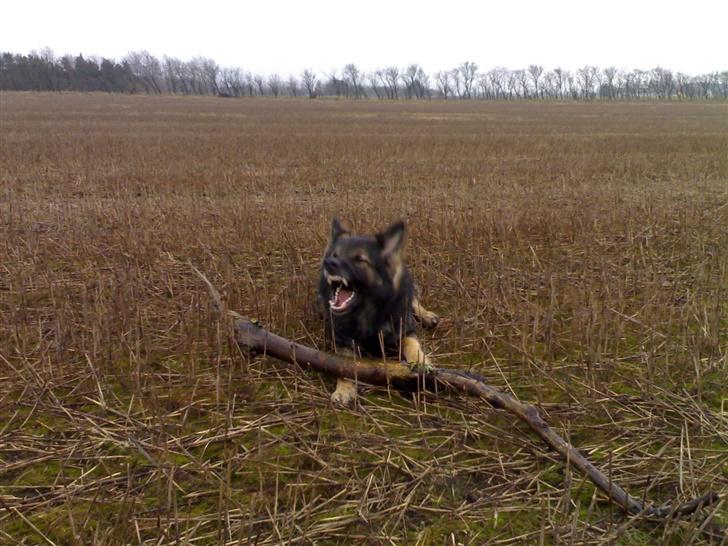 Schæferhund Bodo - Det er min pind og den vil jeg havde i fred.. billede 3