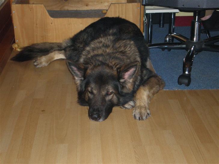 Schæferhund Bodo - Jeg tager lige en lille lur... billede 4