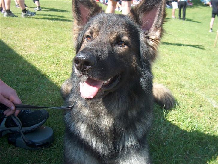 Schæferhund Bodo - Her sidder jeg og nyder solen ved et amrikansk fodbold arrangement.. billede 5