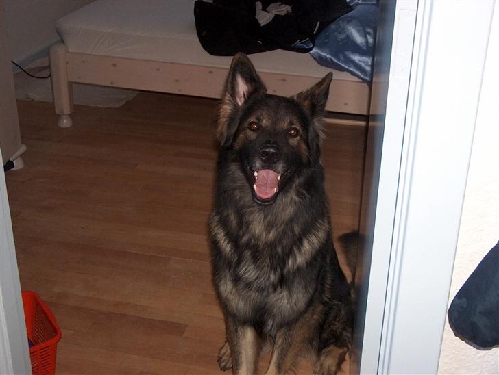 Schæferhund Bodo - Hej far kommer du i seng nu ?? billede 6
