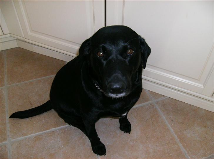 Labrador retriever (¯`v´¯)LAIKA(¯`v´¯) - er hun ikk bare sød<33 billede 3