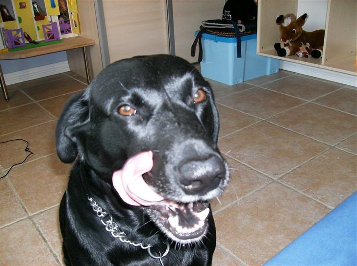 Labrador retriever (¯`v´¯)LAIKA(¯`v´¯) - nums.., heeh ;P billede 4