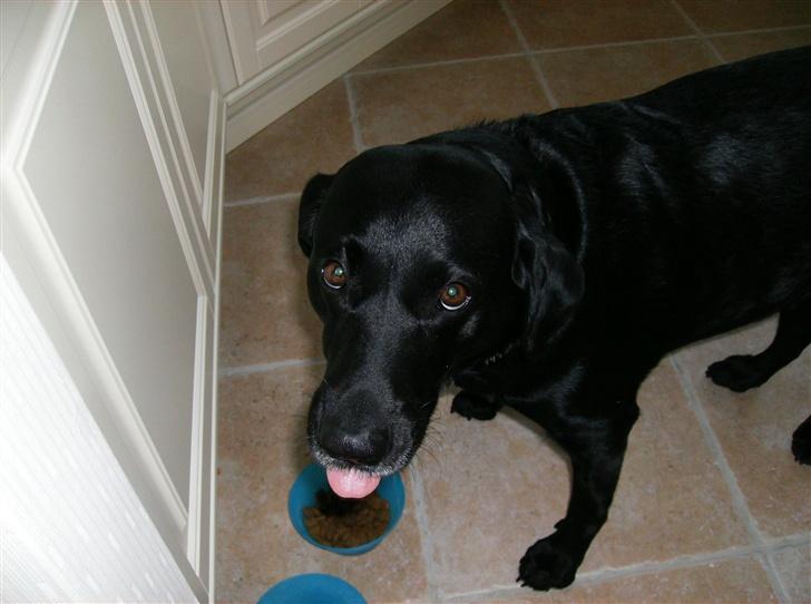 Labrador retriever (¯`v´¯)LAIKA(¯`v´¯) - namenam ! det smager godt... :D billede 5