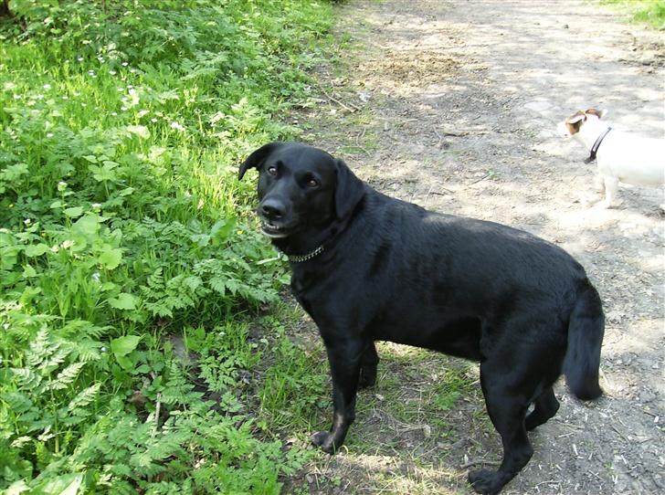 Labrador retriever (¯`v´¯)LAIKA(¯`v´¯) - skal vi ikk gå nu... :) billede 6