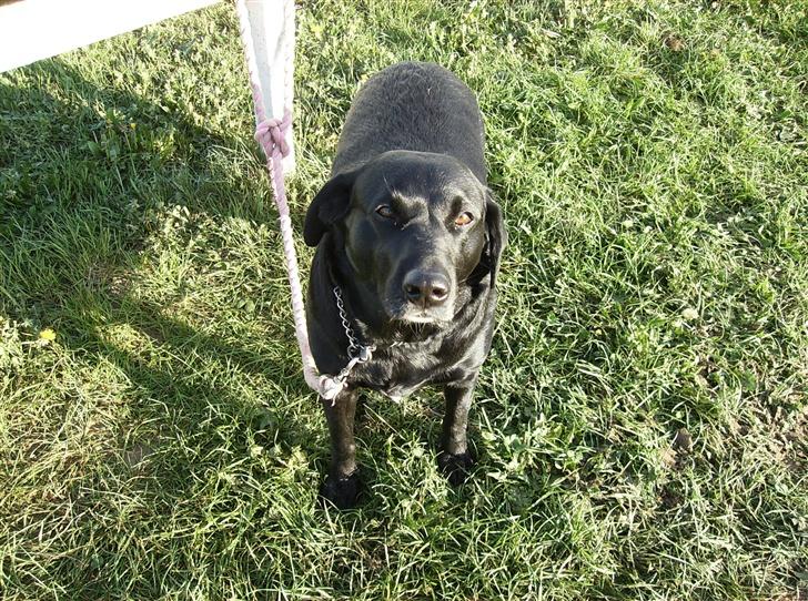 Labrador retriever (¯`v´¯)LAIKA(¯`v´¯) - se hvor fotogen hun er <3 billede 7