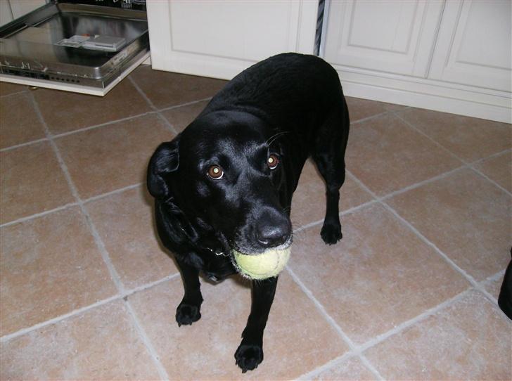 Labrador retriever (¯`v´¯)LAIKA(¯`v´¯) - Laika elsker sin bold :-) billede 8