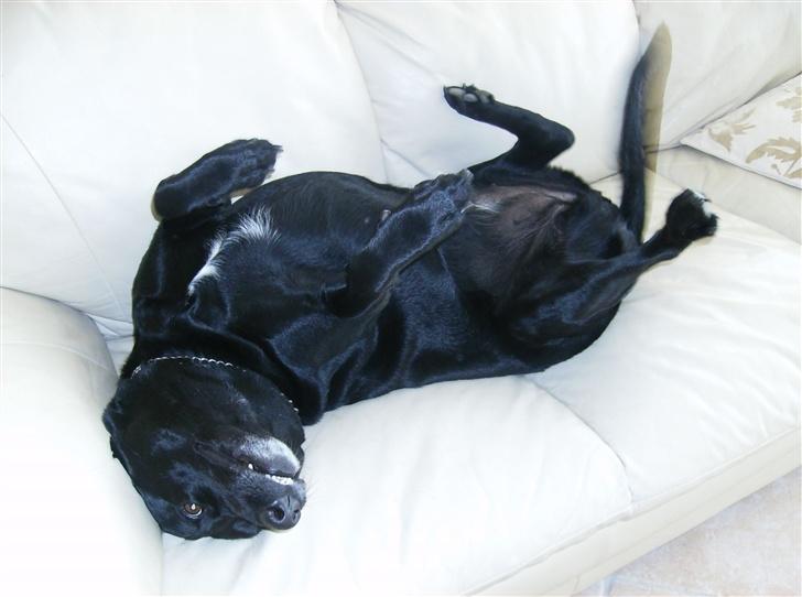 Labrador retriever (¯`v´¯)LAIKA(¯`v´¯) - se hvor glad hun er ( hendes hale ser lidt mærkelig ud fordi at hun lovrer sådan med den, heeh) billede 9