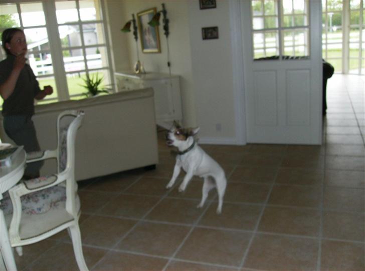 Labrador retriever (¯`v´¯)LAIKA(¯`v´¯) - det er tøsen Laika´s bedste veninde :) hun hopper op efter en balon det er derfor den hopper sådan op i luften :) billede 10