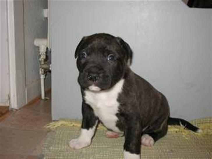 Cavalier king charles spaniel Nela  - Det her så nela´s kommende bror som jeg får d. 15/6-07 :)  Han skal hedde Laban, han er 1/2 Amstaff 1/4 Dogo argentino 1/4 AMBULL  billede 7