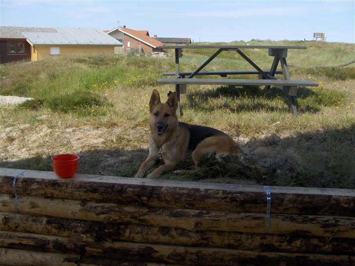 Schæferhund Tutte - I sommerhus ved vesterhavet billede 4