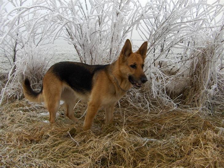 Schæferhund Tutte - Hvor blev den kat af.... billede 7