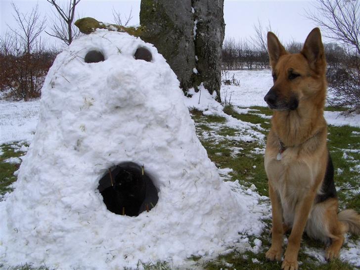 Schæferhund Tutte - Se hvad jeg har bygget :-) billede 8