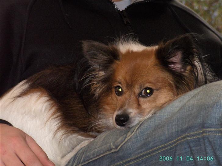 Papillon Lucky # R.I.P.# - Sidste billeder af ham, 04/11- 2006 billede 18