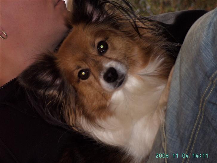 Papillon Lucky # R.I.P.# - Sidste billeder af ham, 04/11- 2006 billede 19