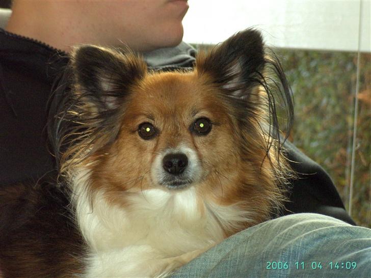 Papillon Lucky # R.I.P.# - Sidste billeder af ham, 04/11- 2006 billede 20