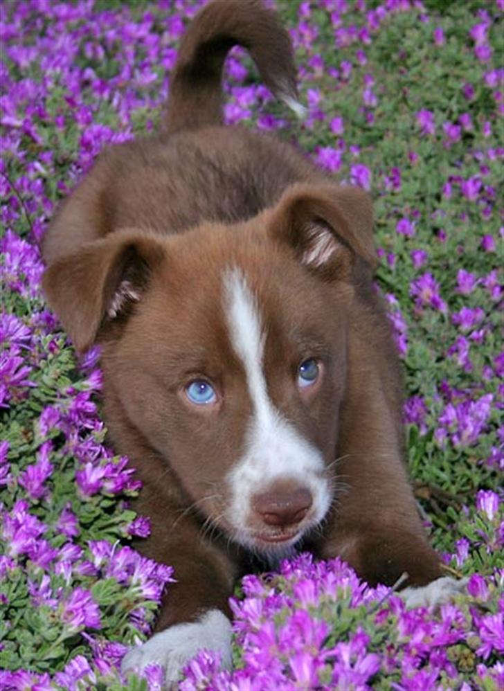 Blanding af racer Cody billede 8