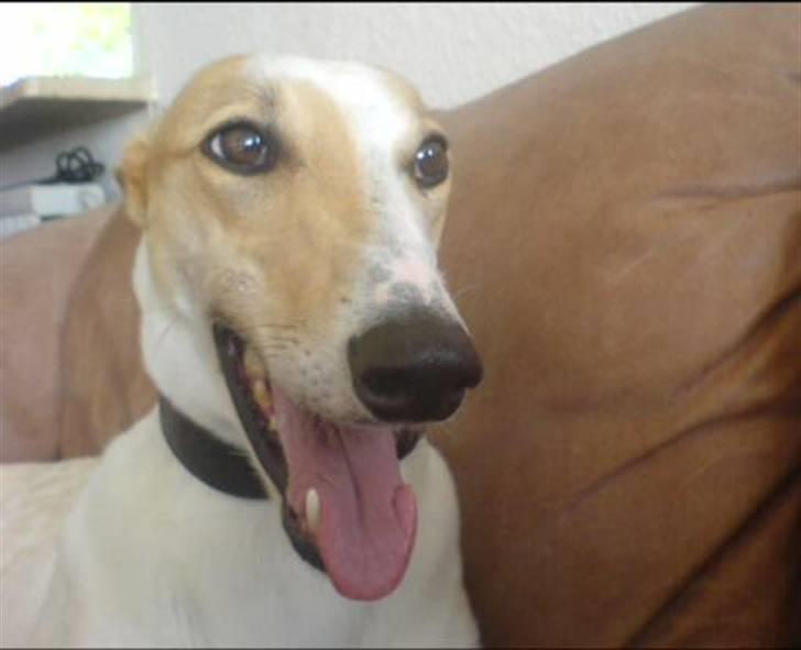 Greyhound Dead Nettle *2008* billede 1