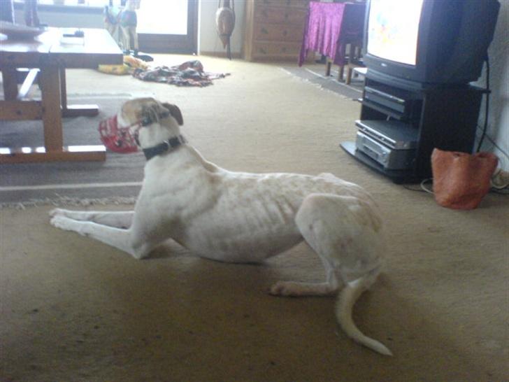 Greyhound Dead Nettle *2008* billede 2