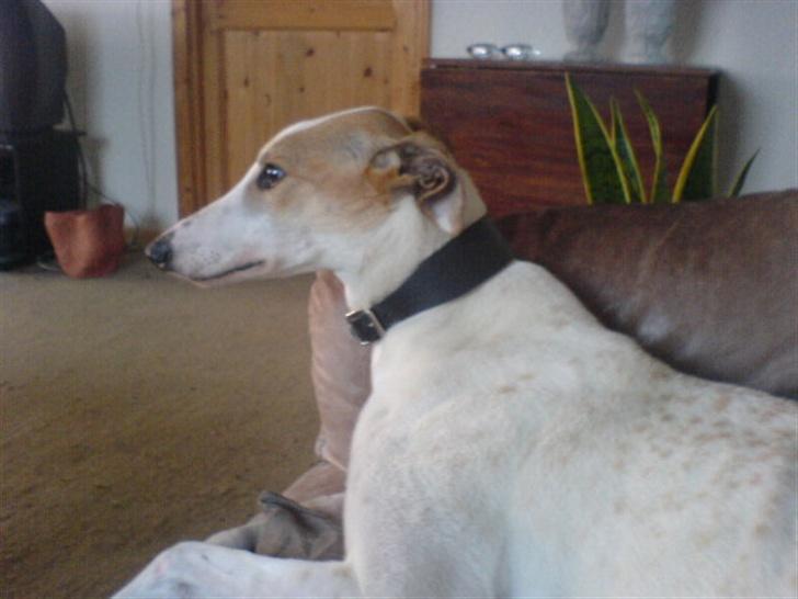 Greyhound Dead Nettle *2008* billede 3