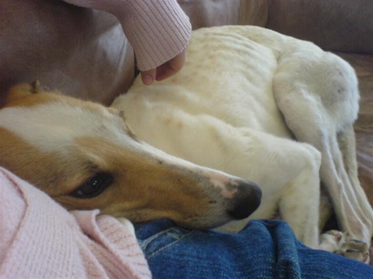 Greyhound Dead Nettle *2008* billede 4