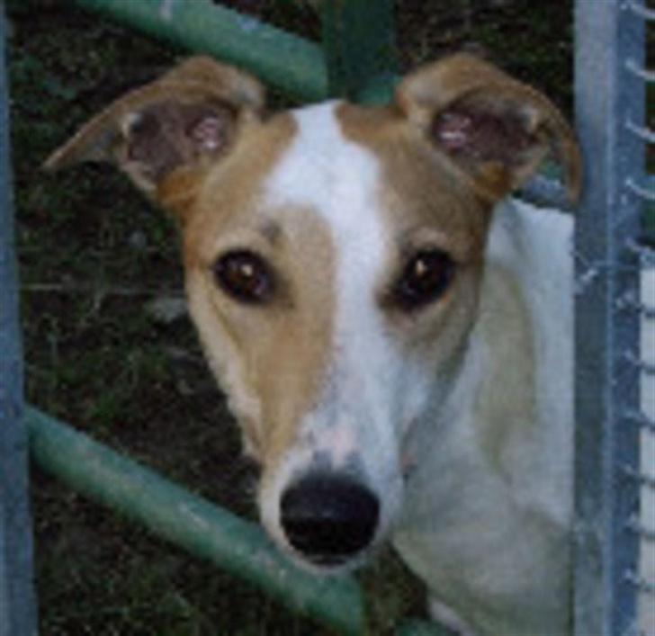 Greyhound Dead Nettle *2008* billede 6