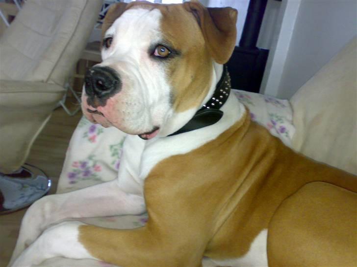 Amerikansk bulldog - ABO's Kenzo billede 2