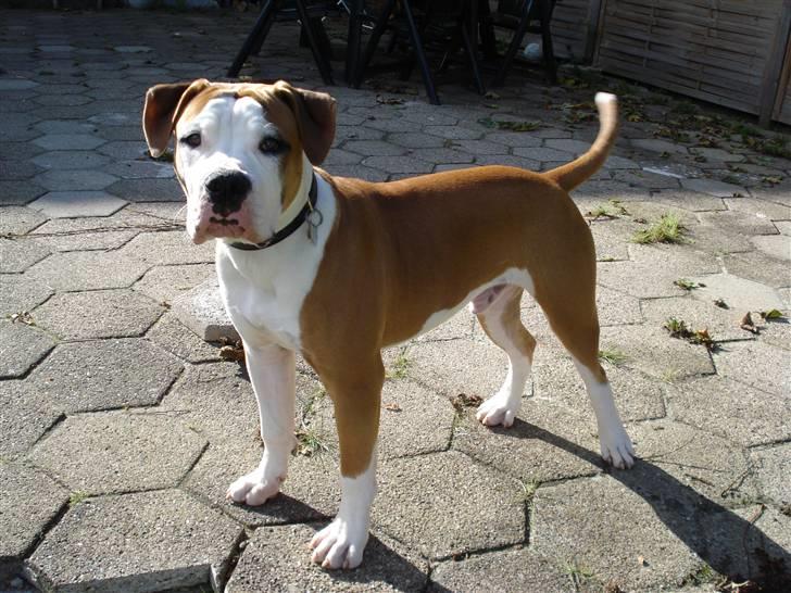 Amerikansk bulldog - ABO's Kenzo billede 3