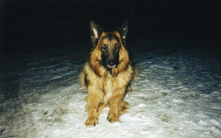 Schæferhund Niko *død* :'( --min--- - Velkommen til min profil :D billede 1