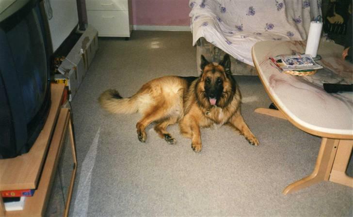 Schæferhund Niko *død* :'( --min--- billede 2