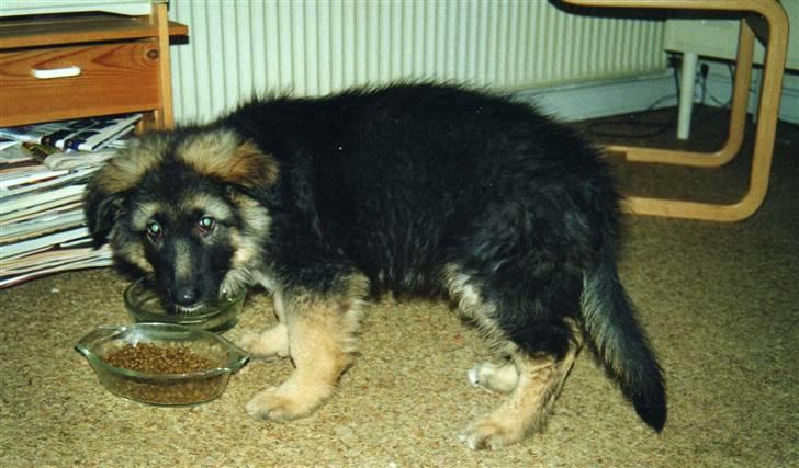 Schæferhund Niko *død* :'( --min--- - Ca. 8-12 uger billede 3