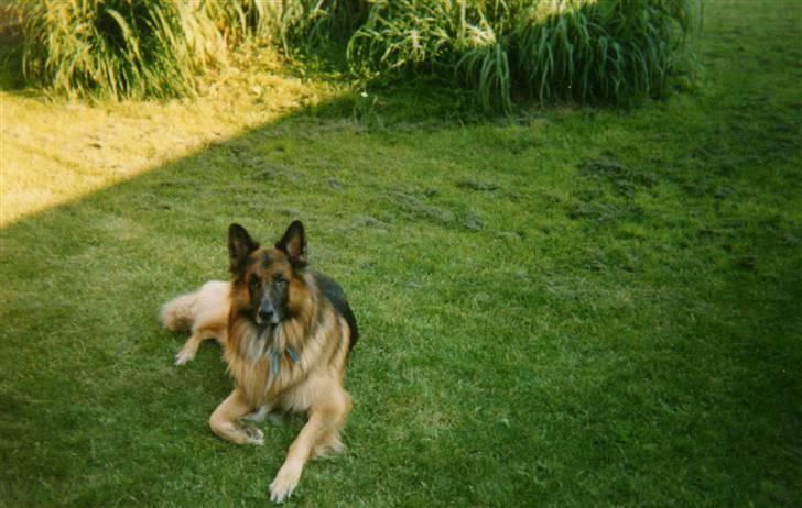 Schæferhund Niko *død* :'( --min--- - Tager lige en slapper...  billede 4